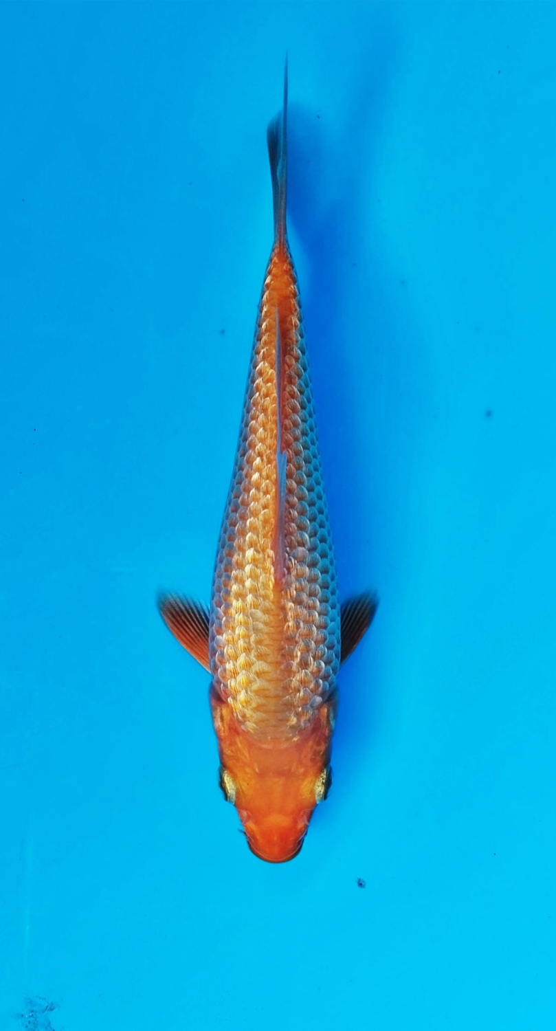 Juara 2