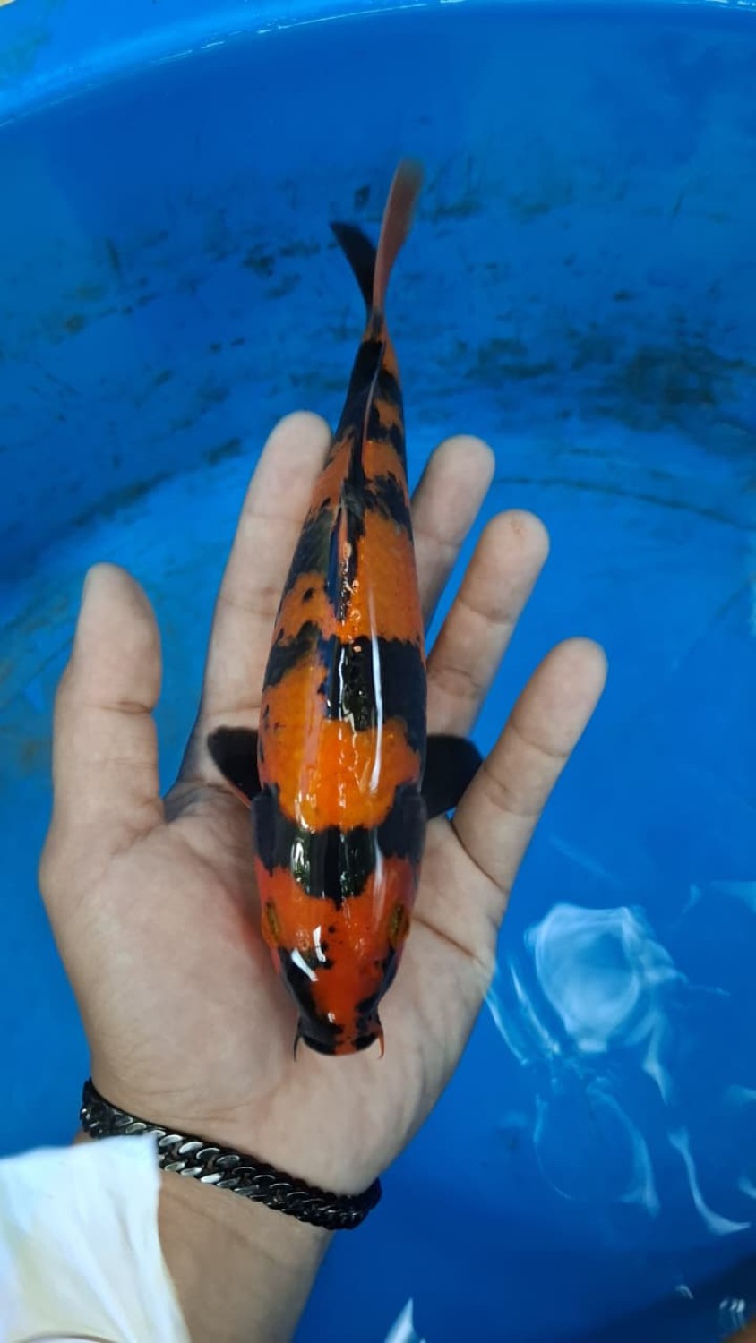 Juara 3