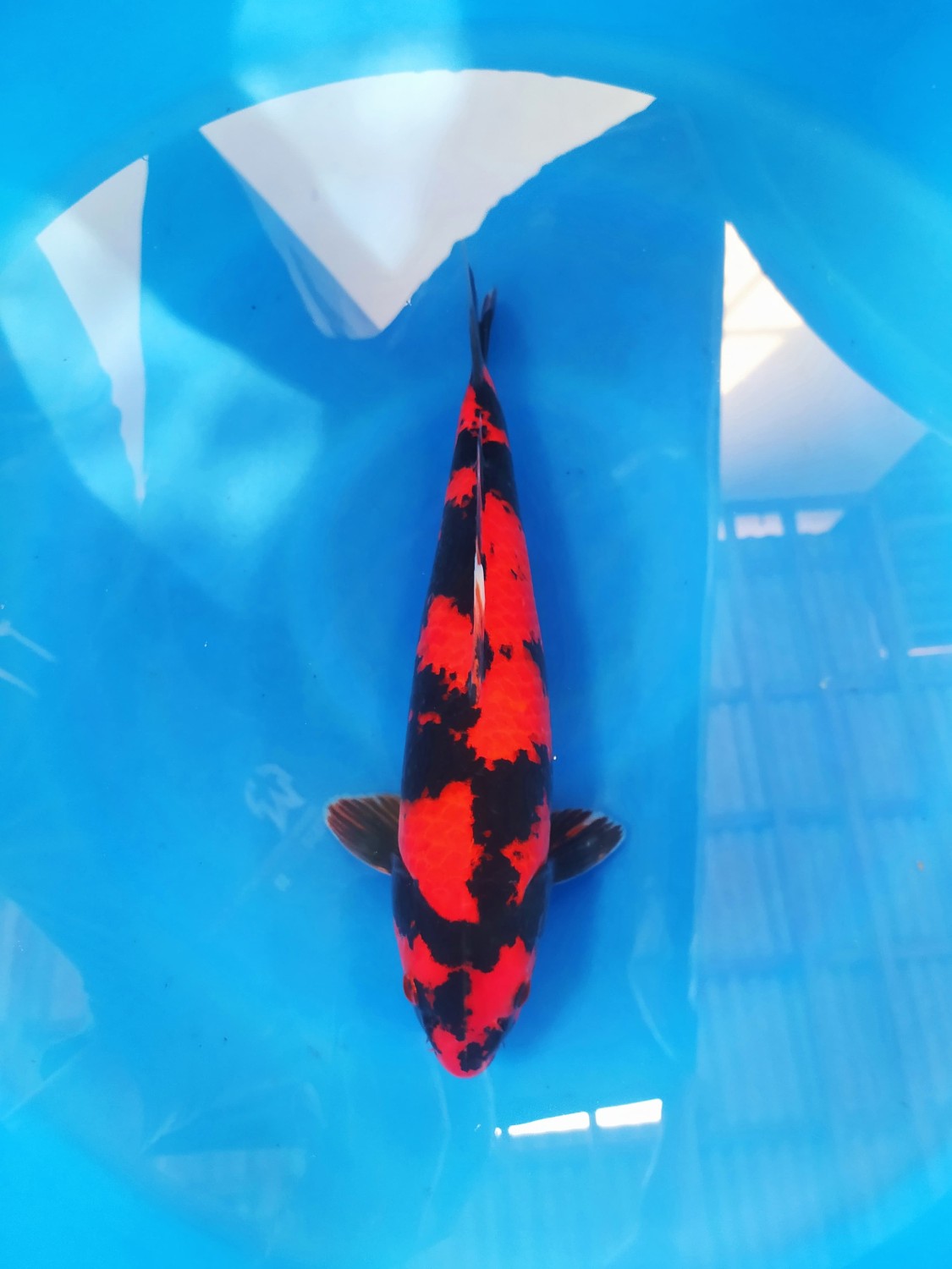 Best In Size D 36 - 40 cm