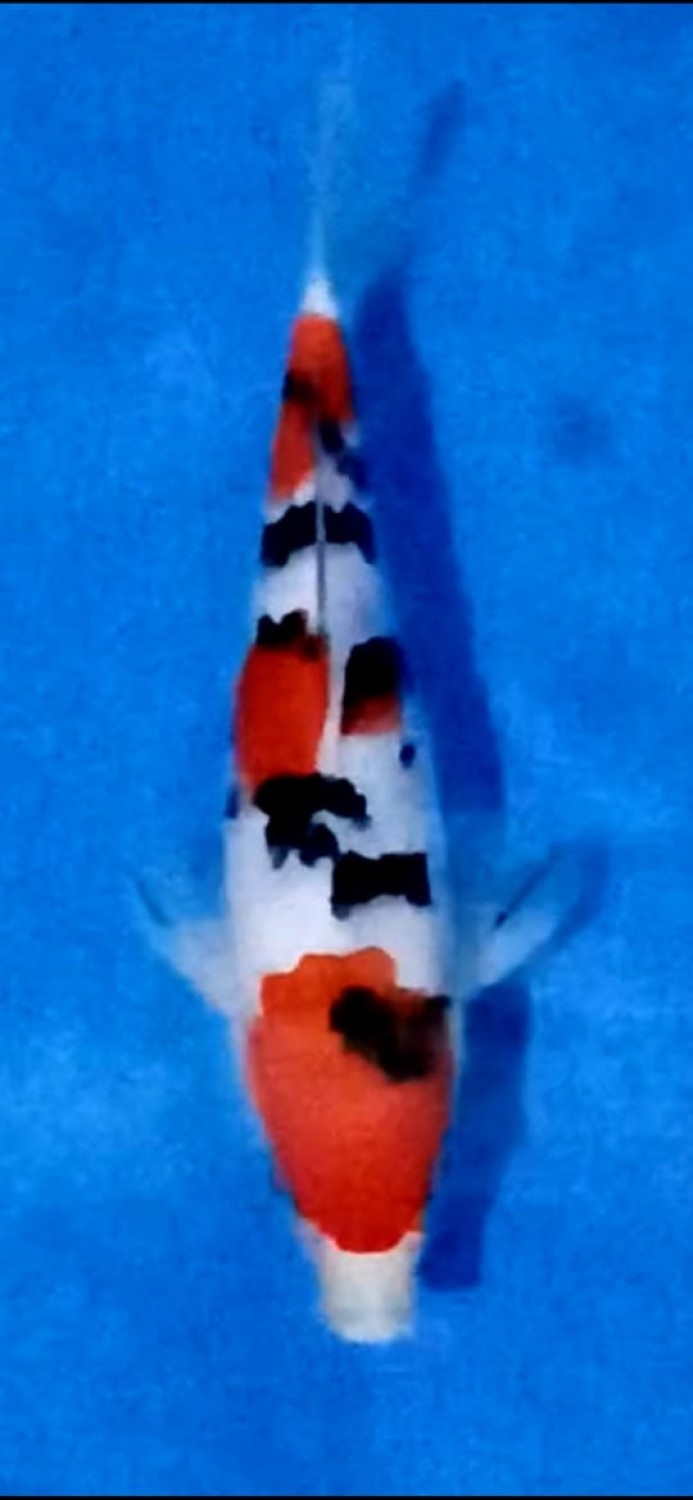 Juara 1