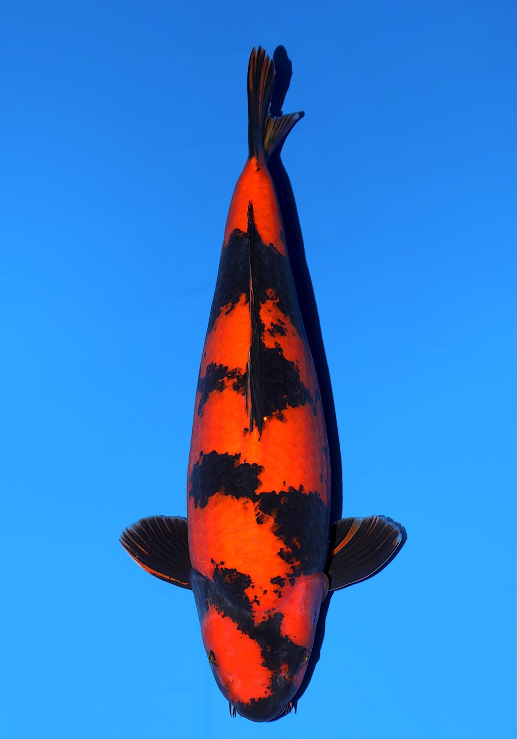 Grand Champion D