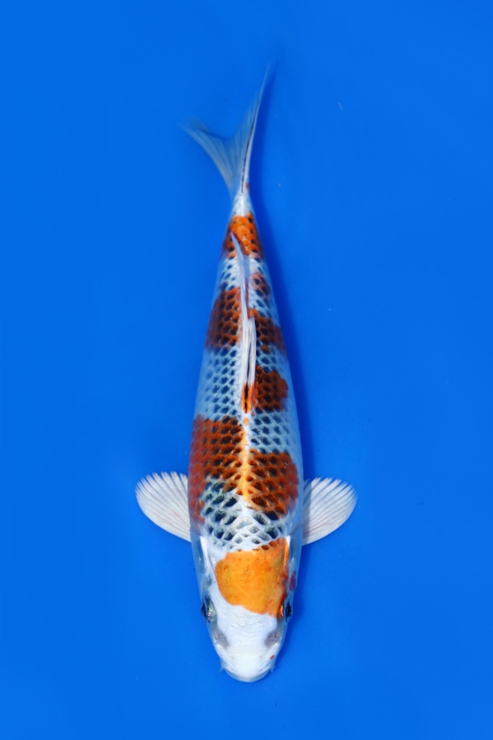 Best In Size B 16 - 20 cm