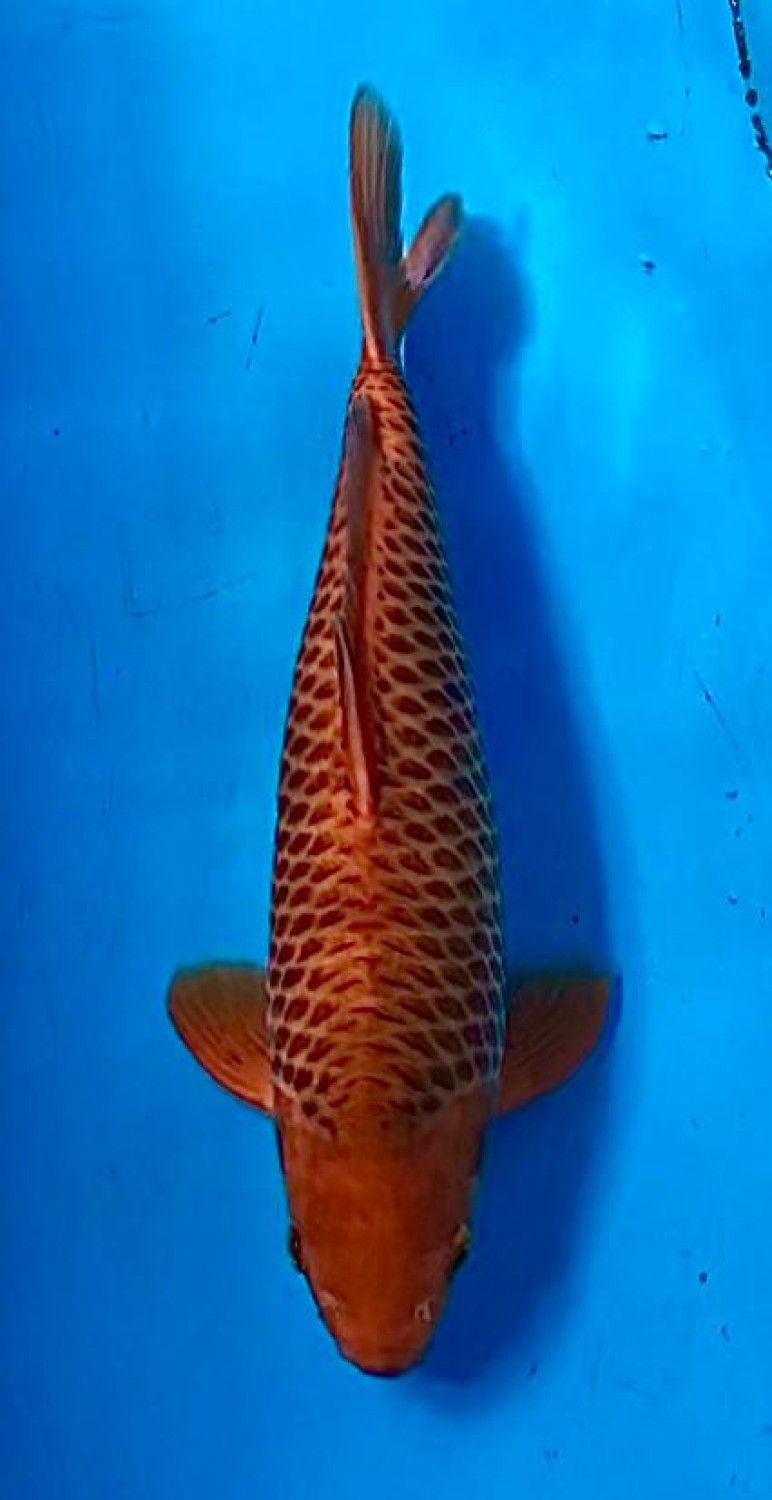 Juara 2