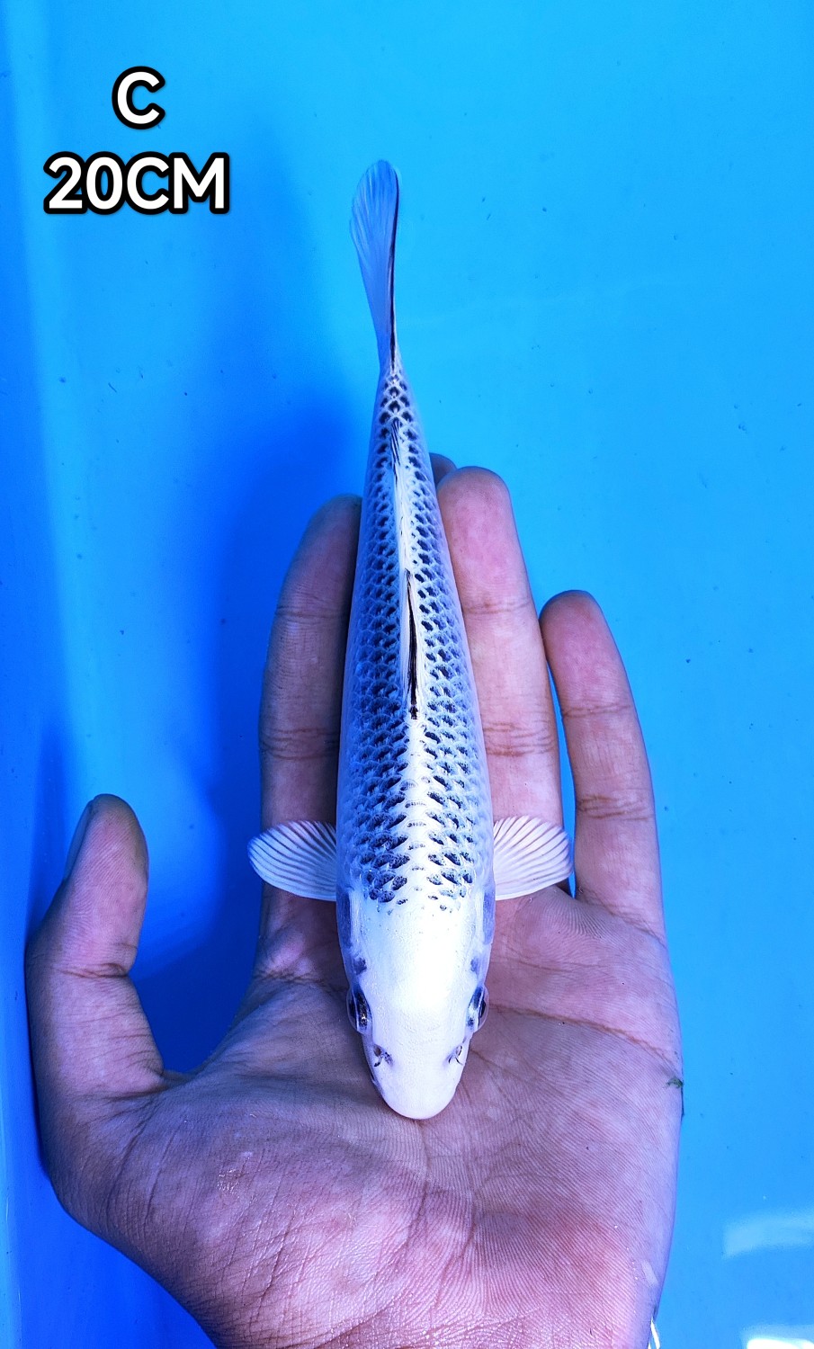 Juara 1