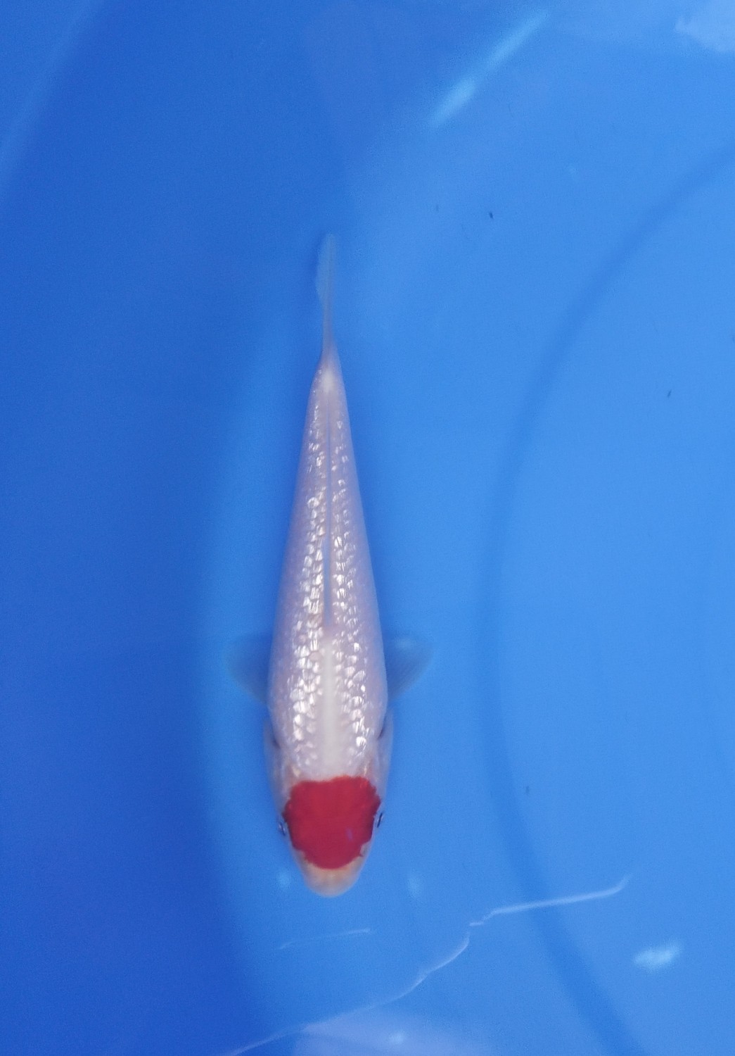 Juara 1