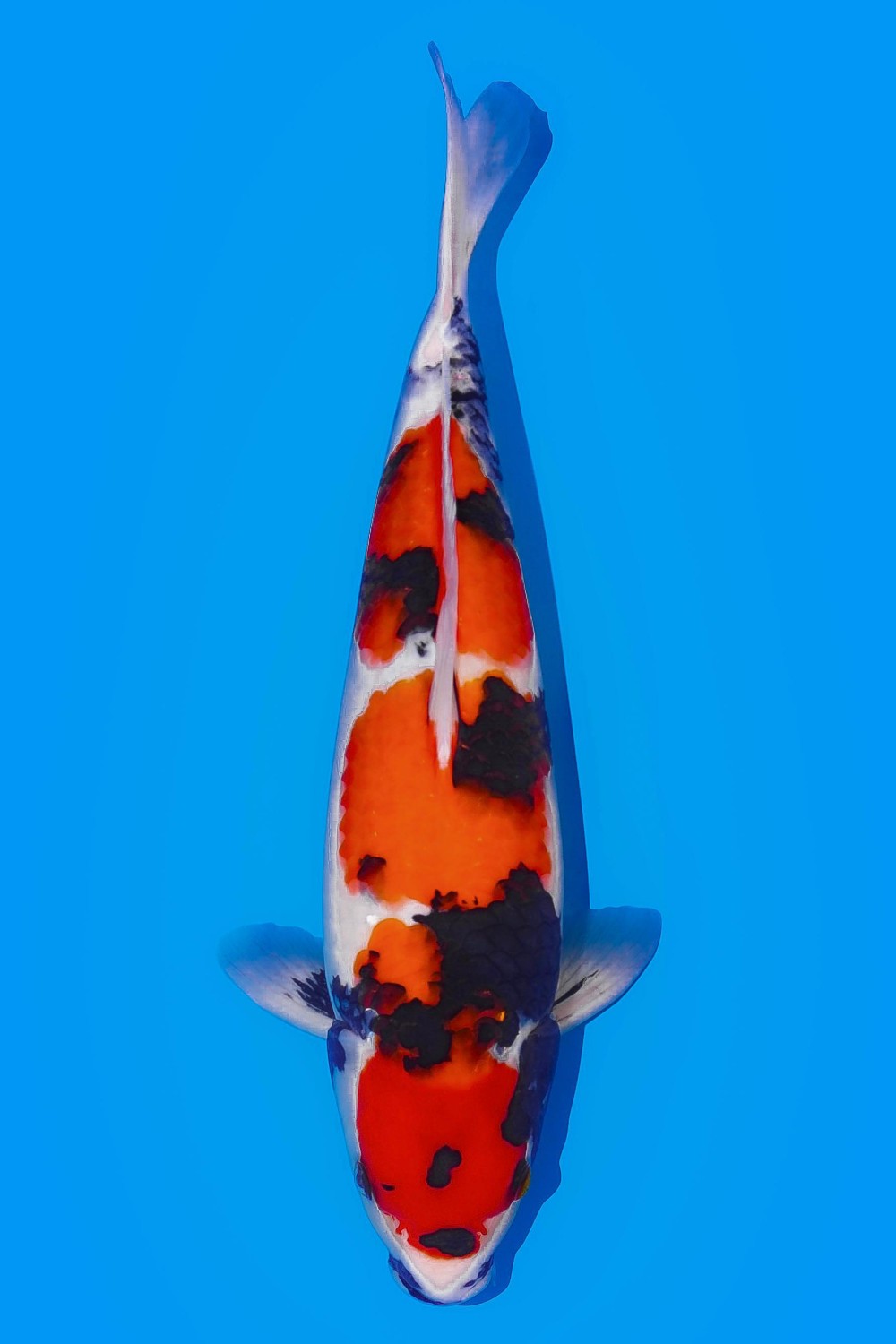 Juara 1