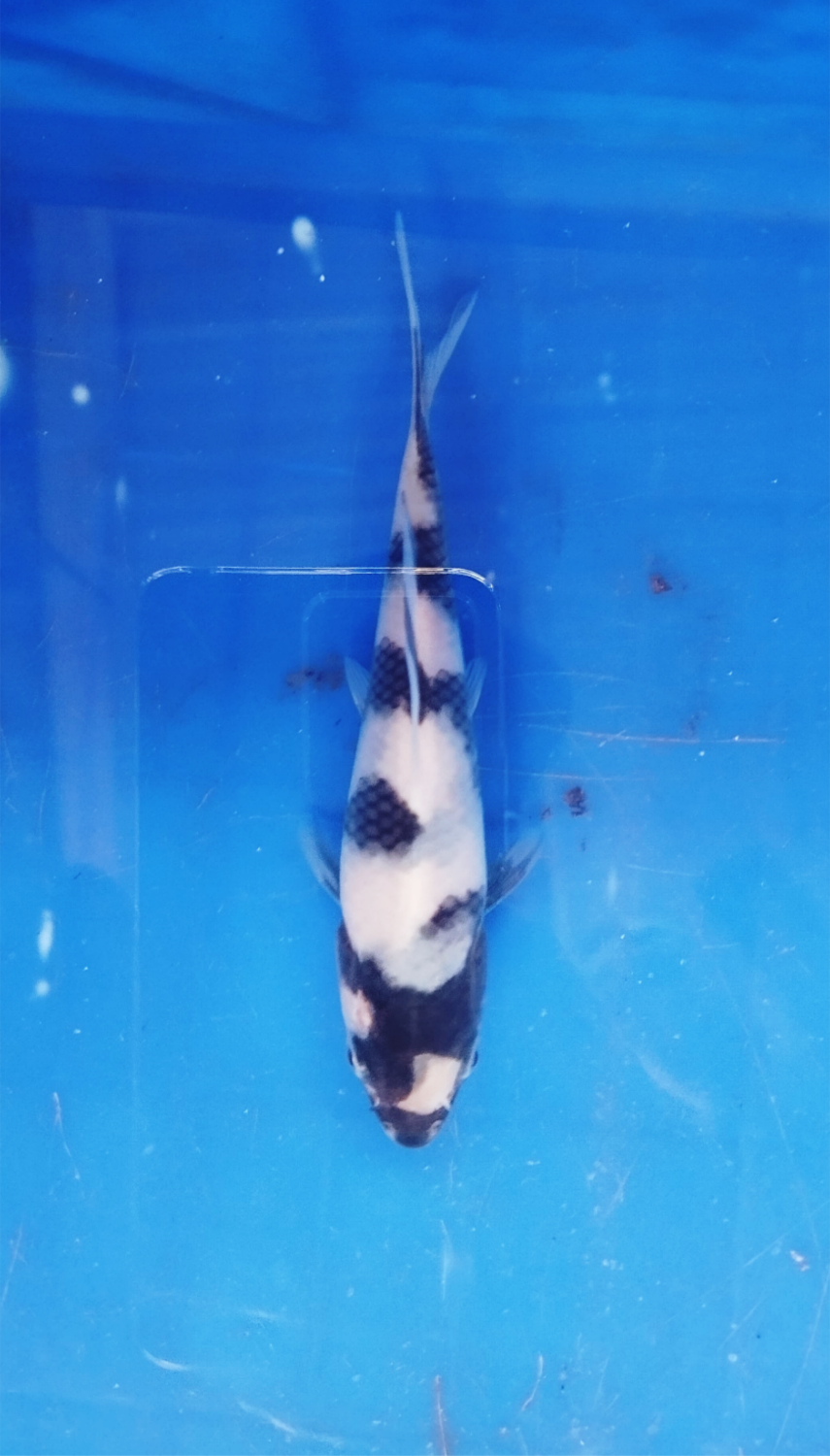 Juara 1