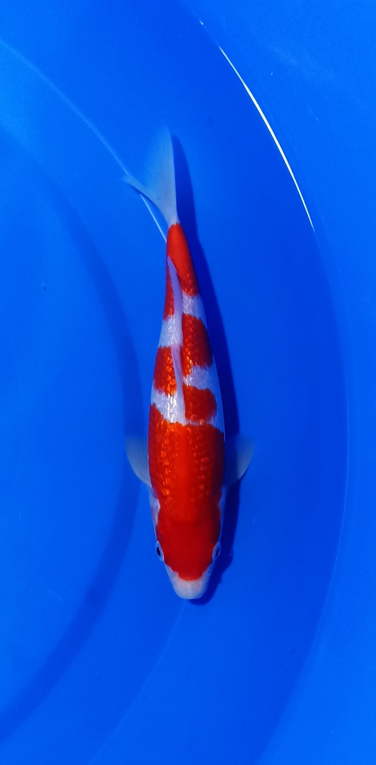 Juara 5
