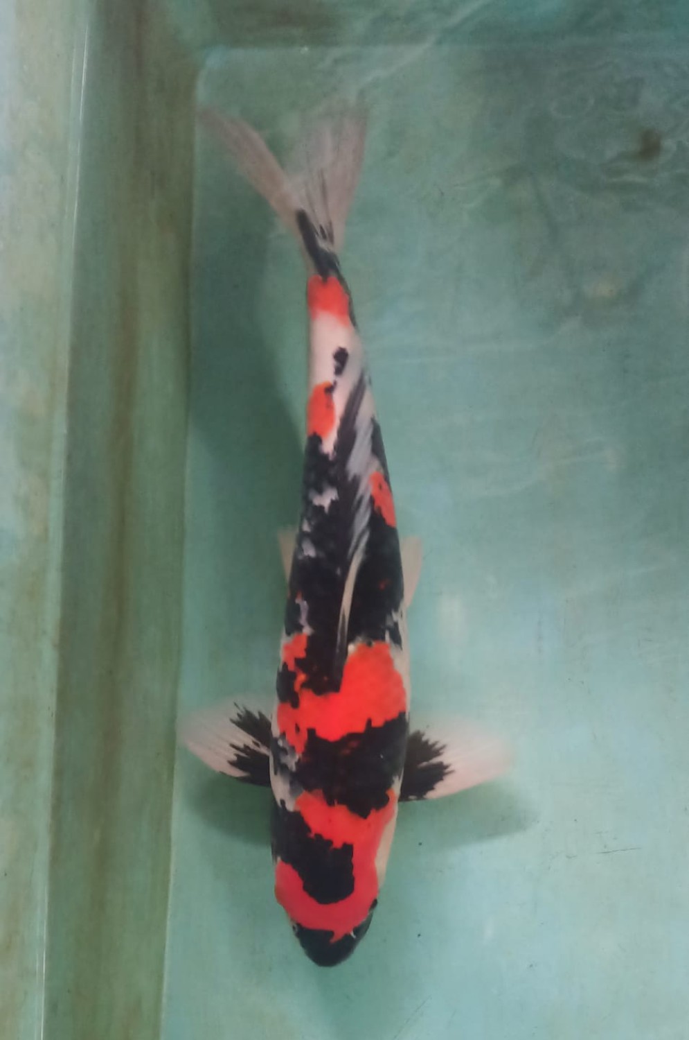 Juara 5