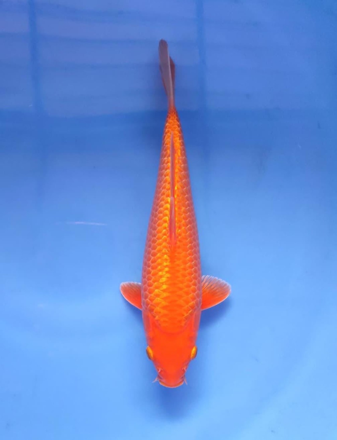 Juara 1