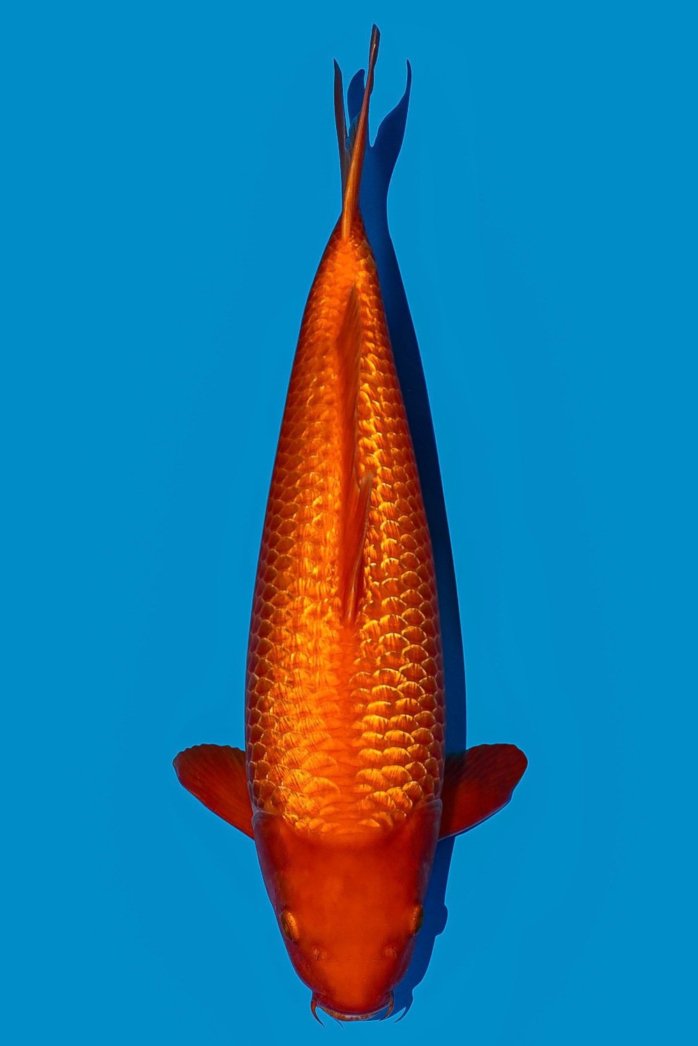 Juara 2