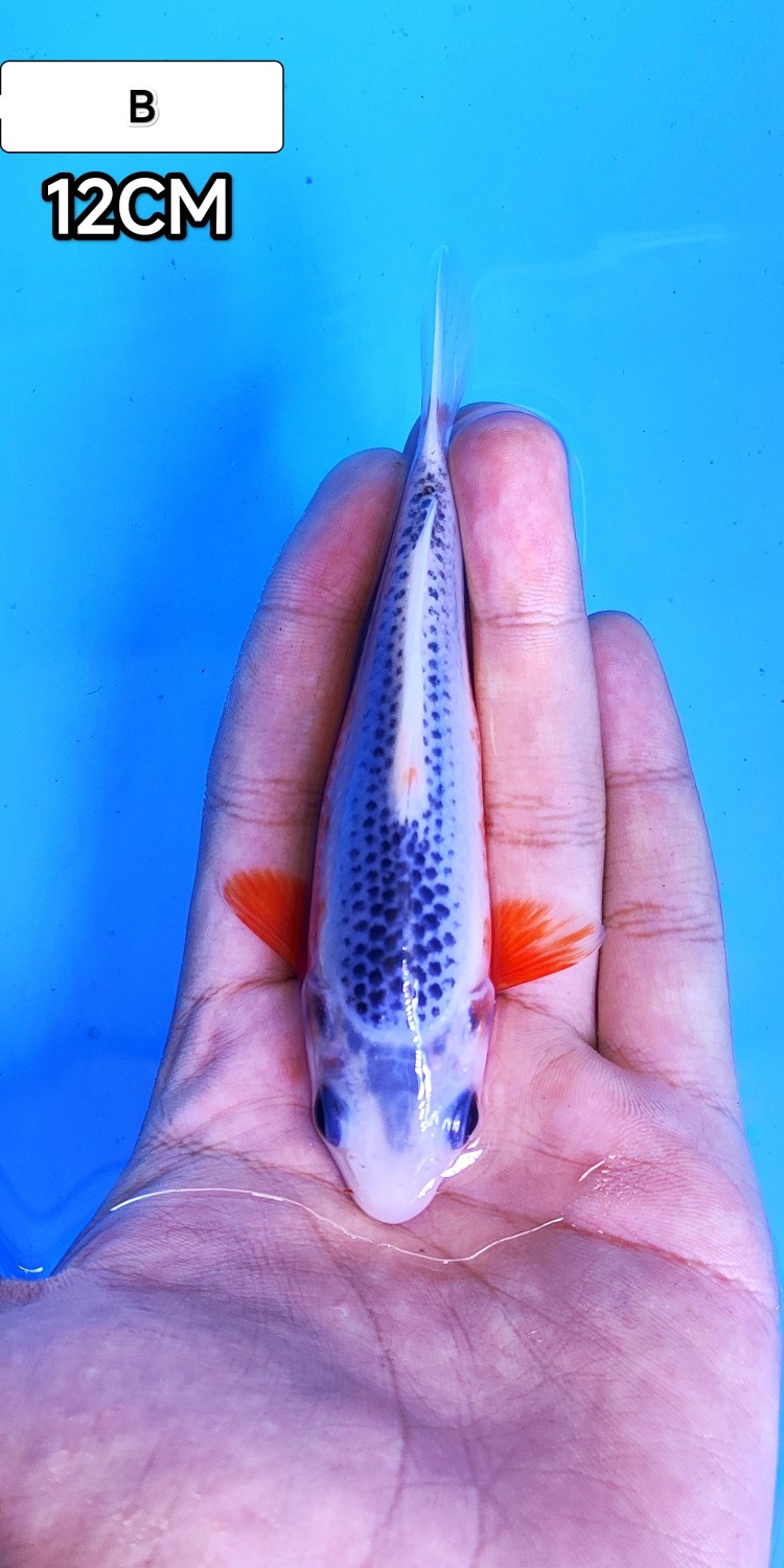 Juara 4