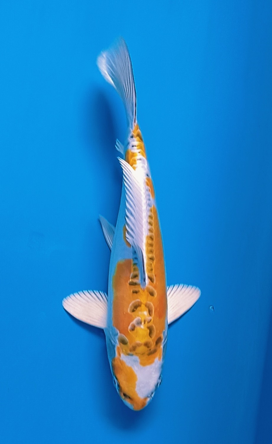 Juara 2