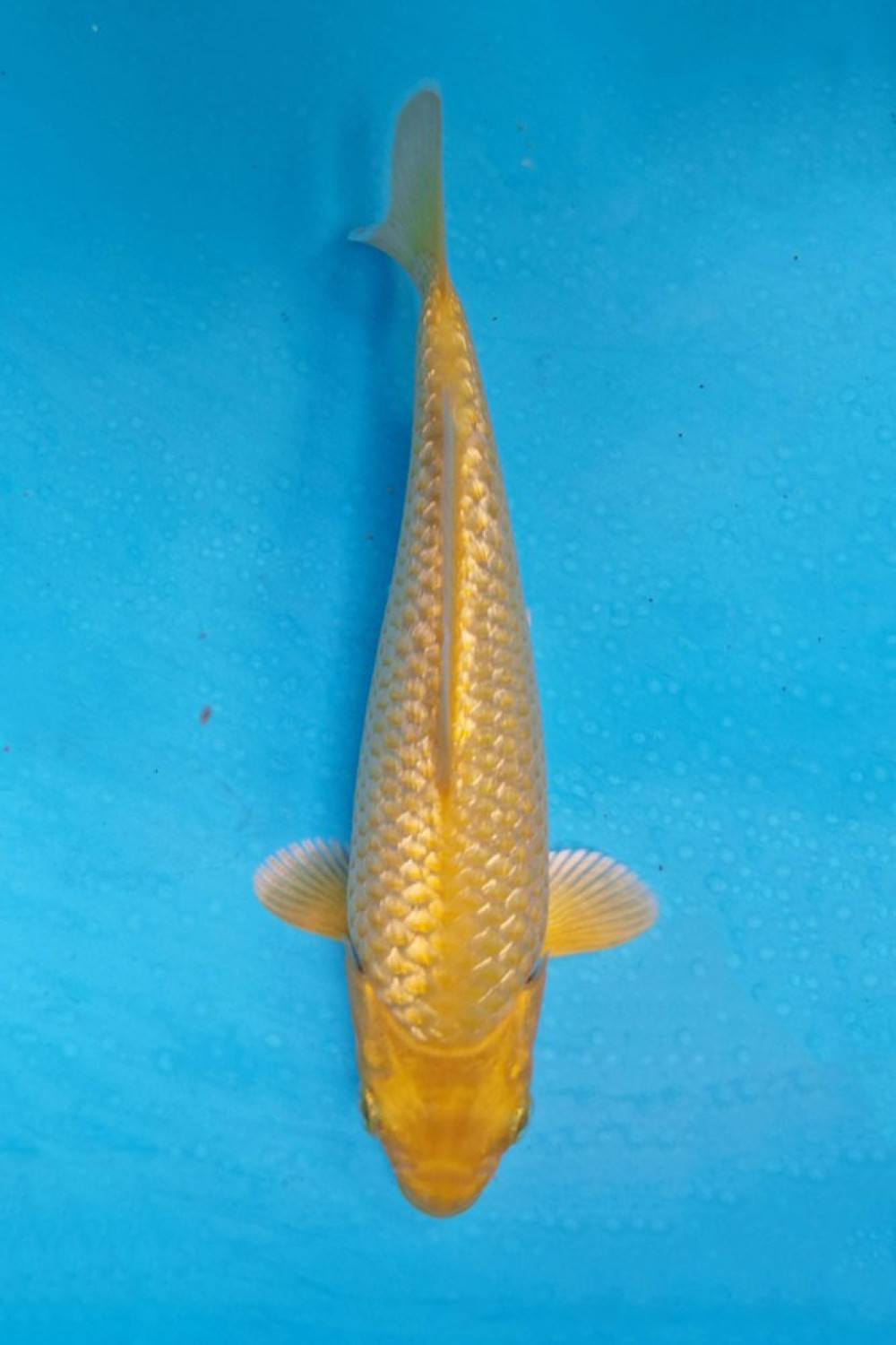 Juara 2