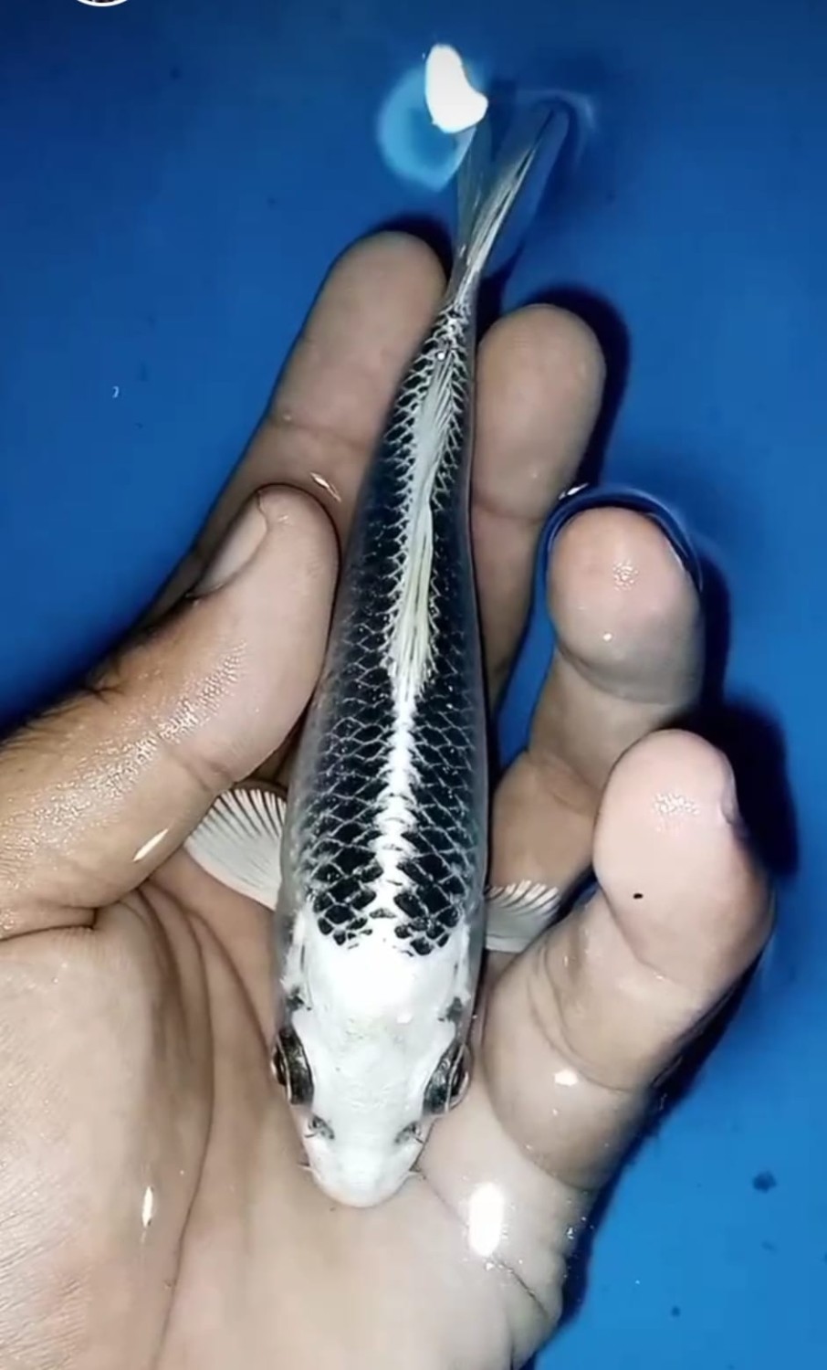 Juara 1