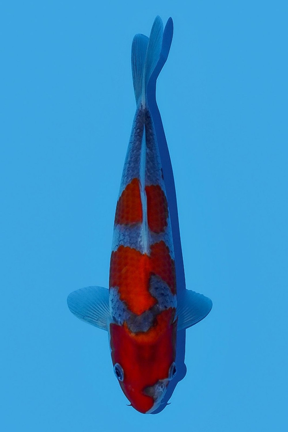Juara 1