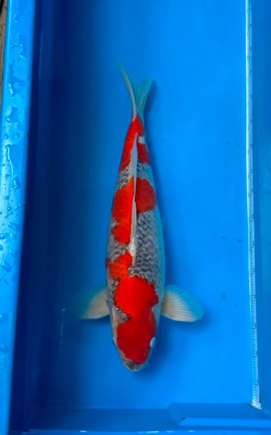 Juara 1