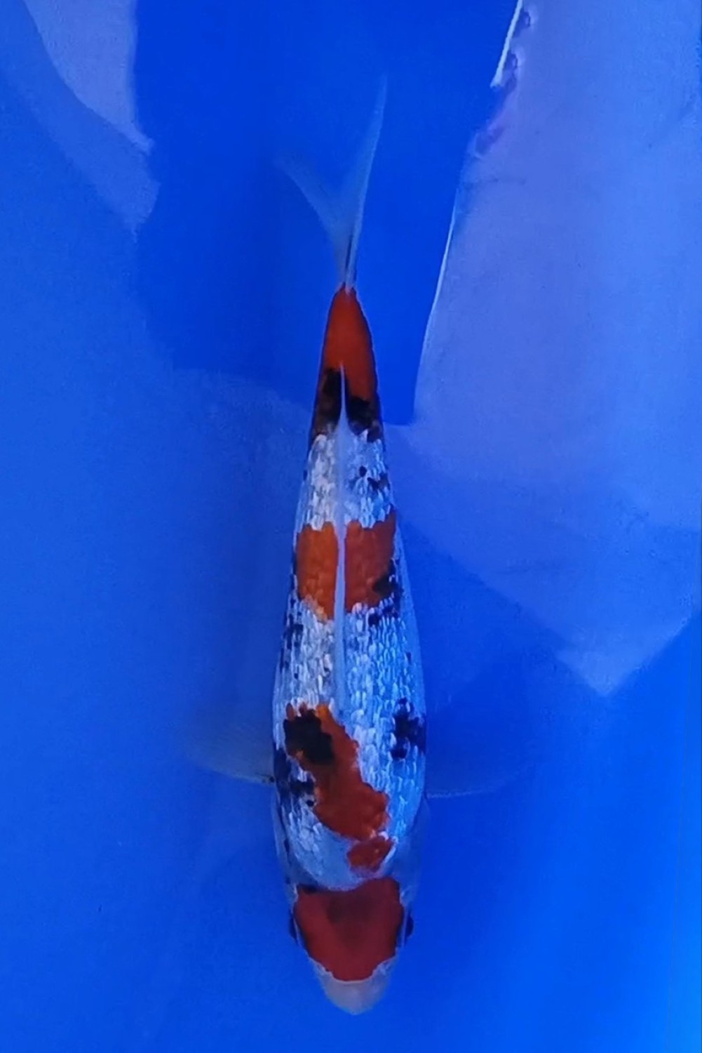 Juara 1