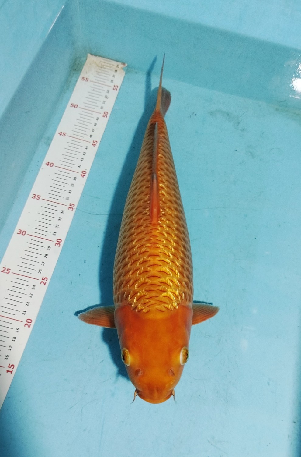 Juara 5