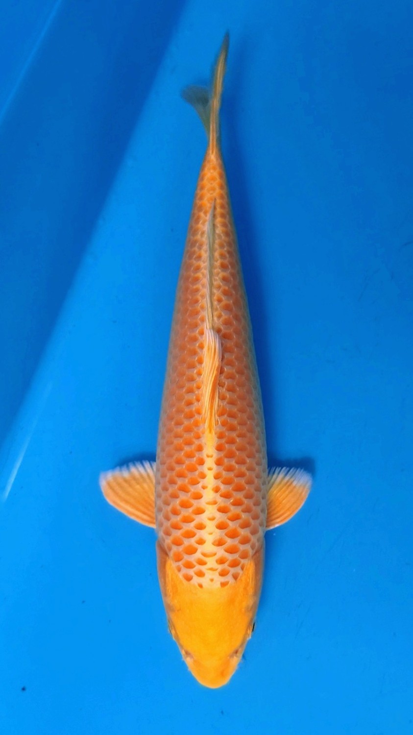 Juara 2