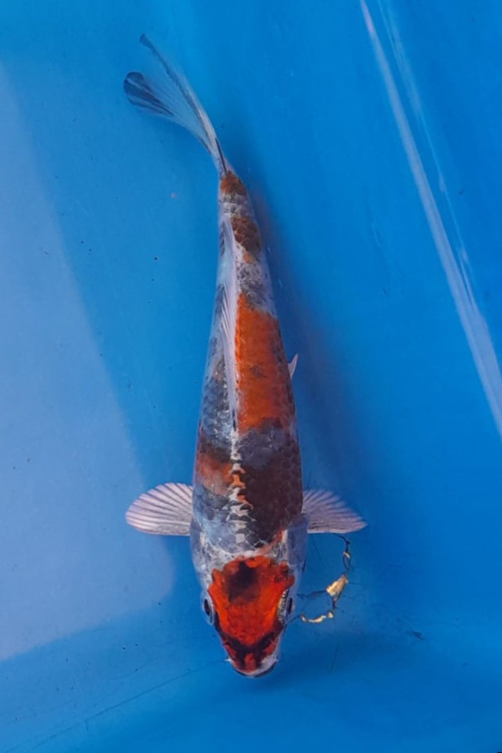 Juara 1