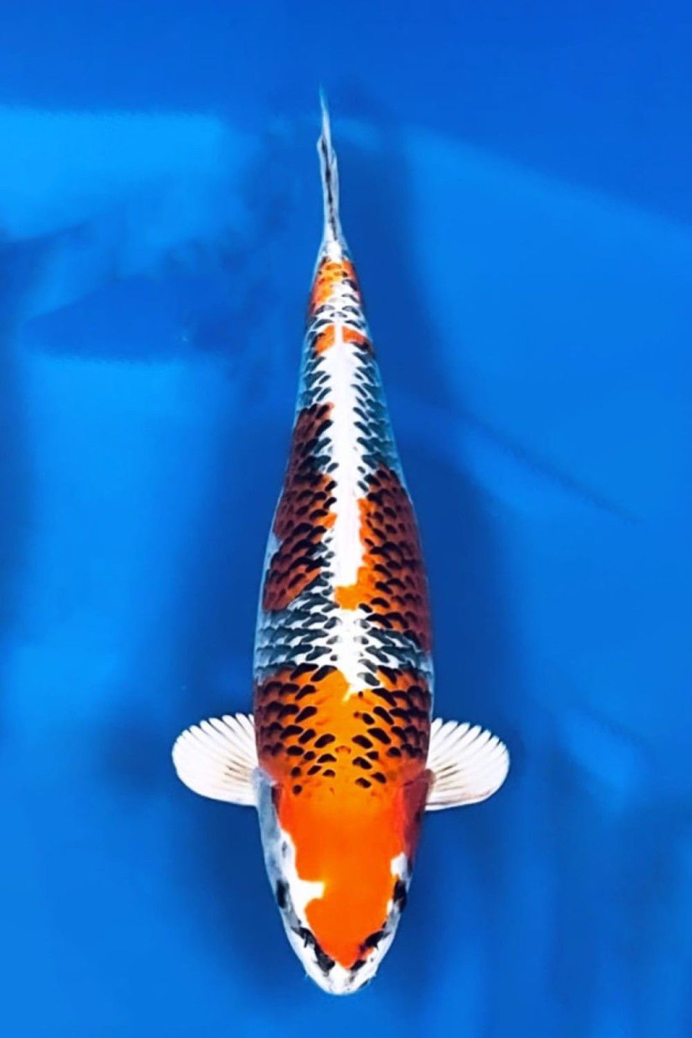 Juara 1