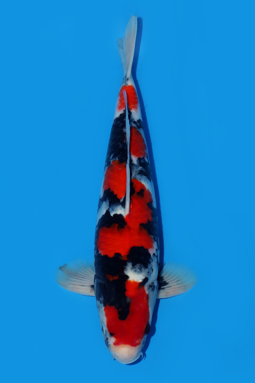 Juara 1