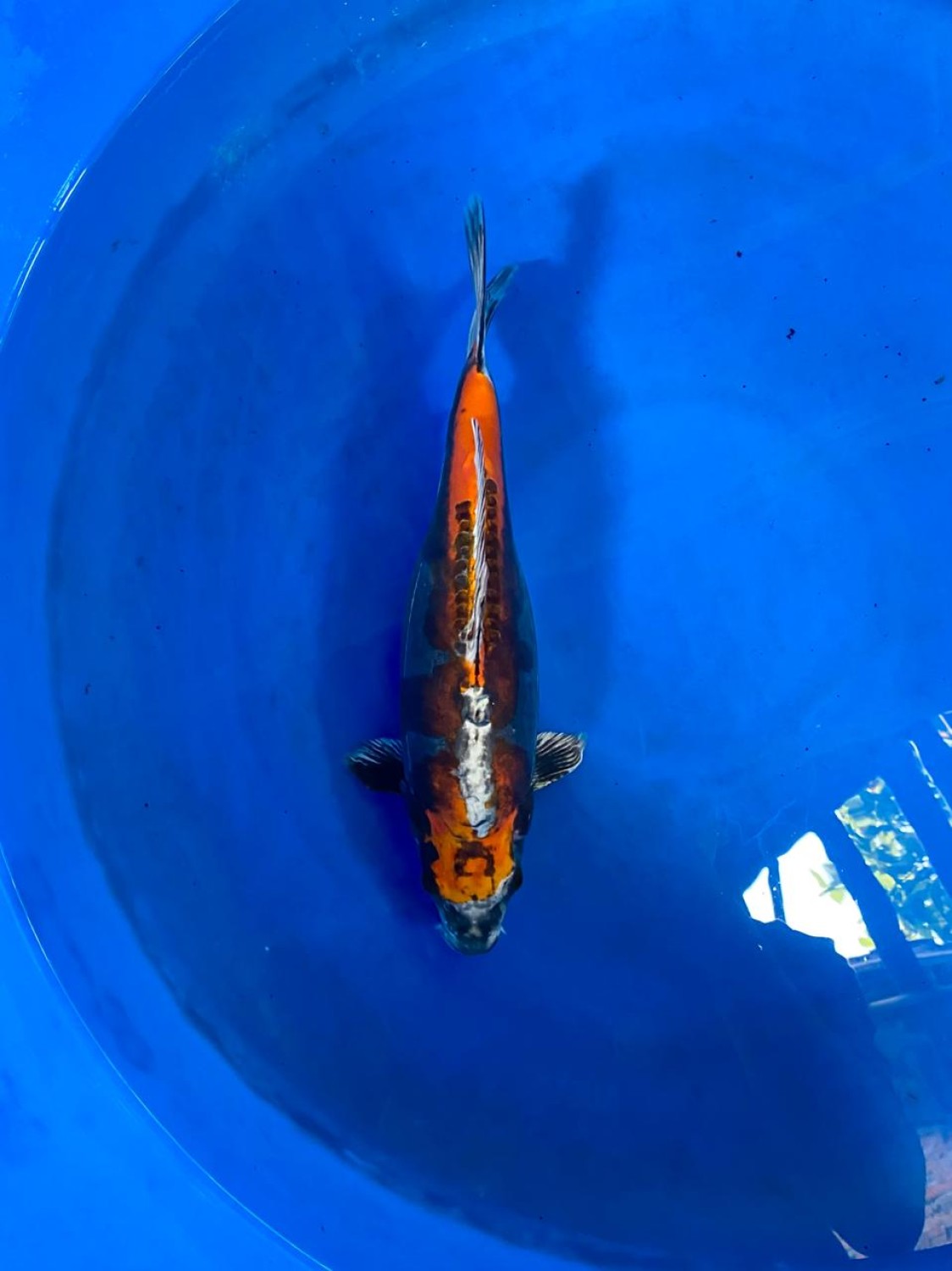 Juara 2