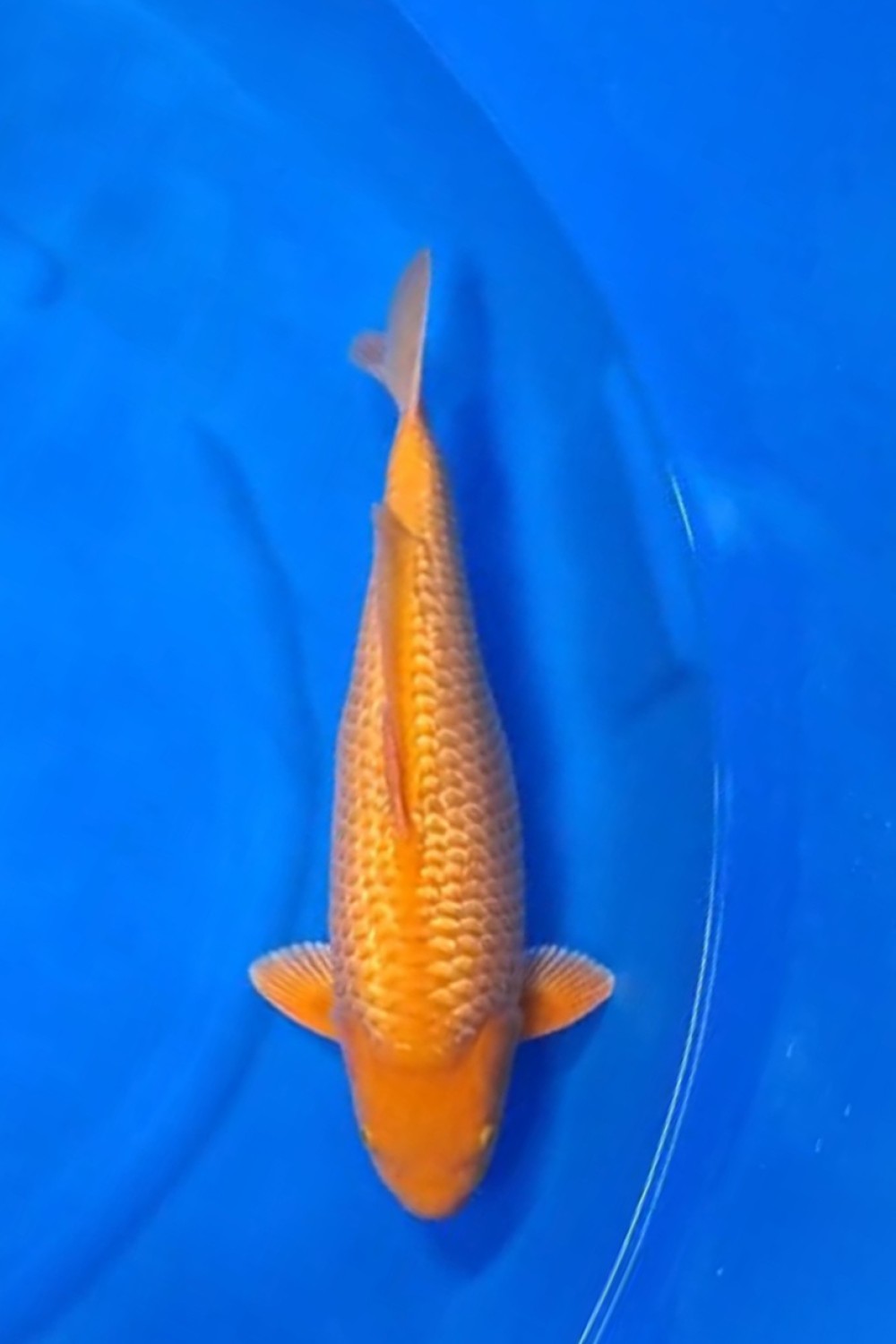 Juara 1