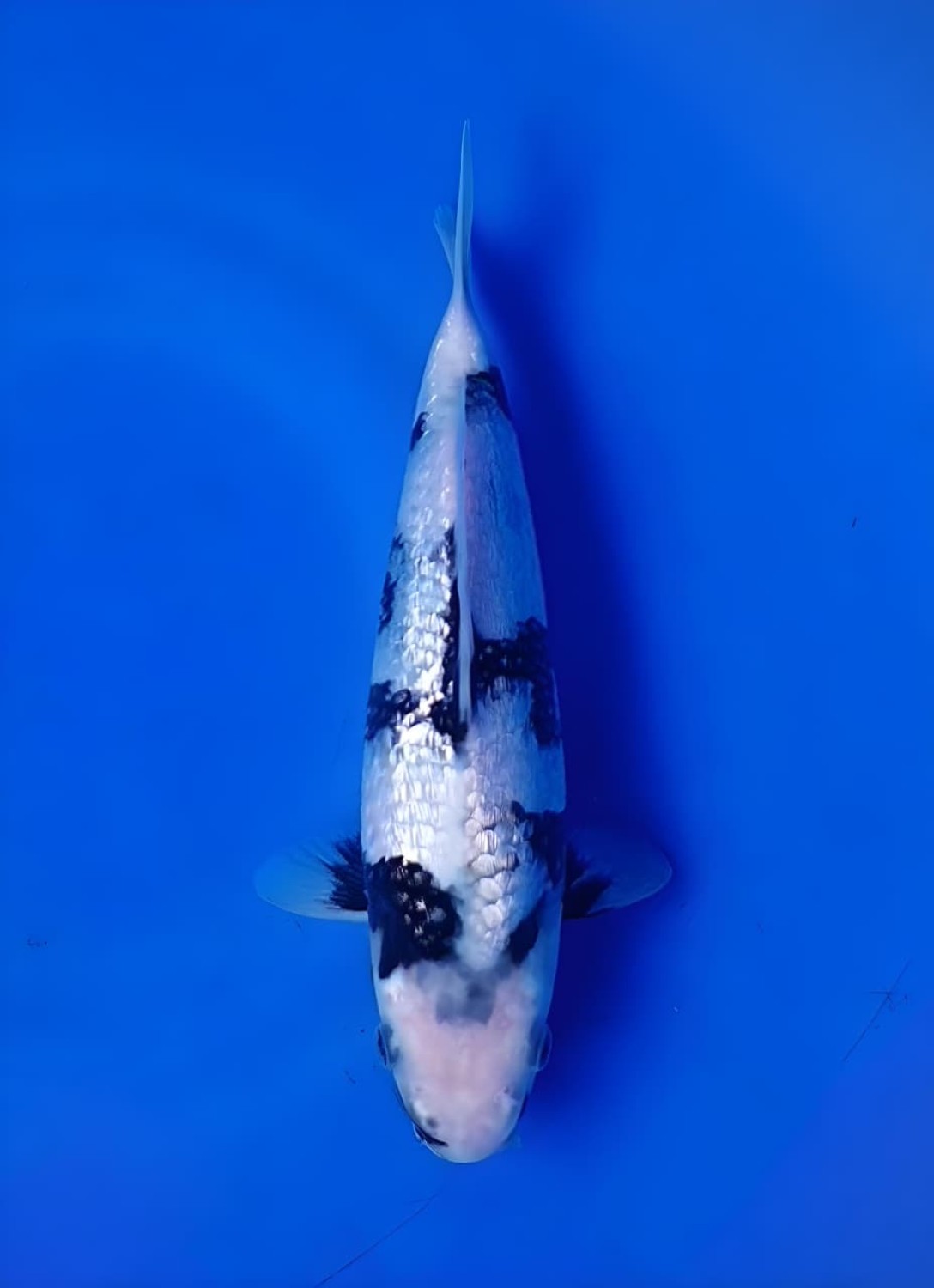F. Tategoi Baby Champion
