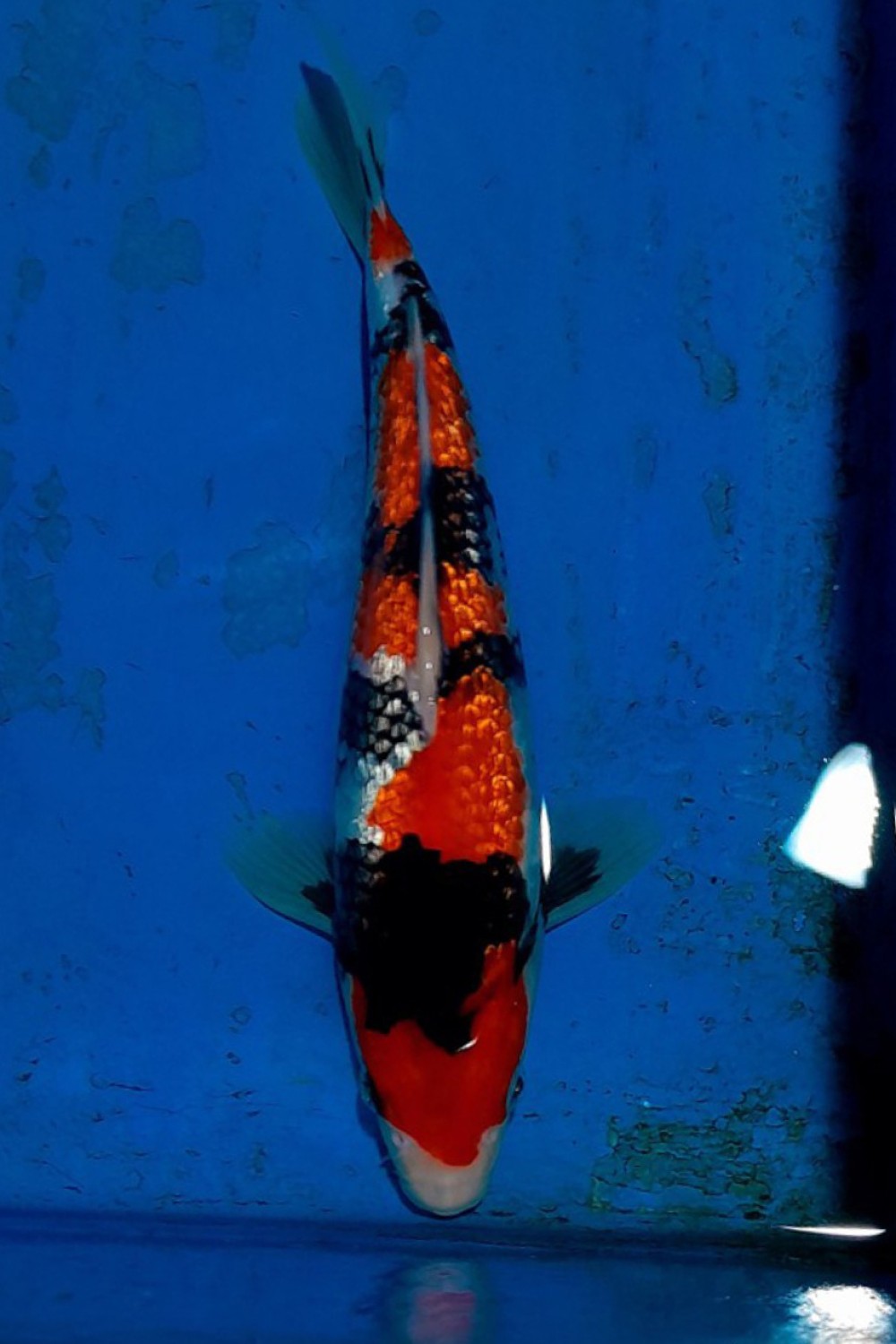 Juara 1