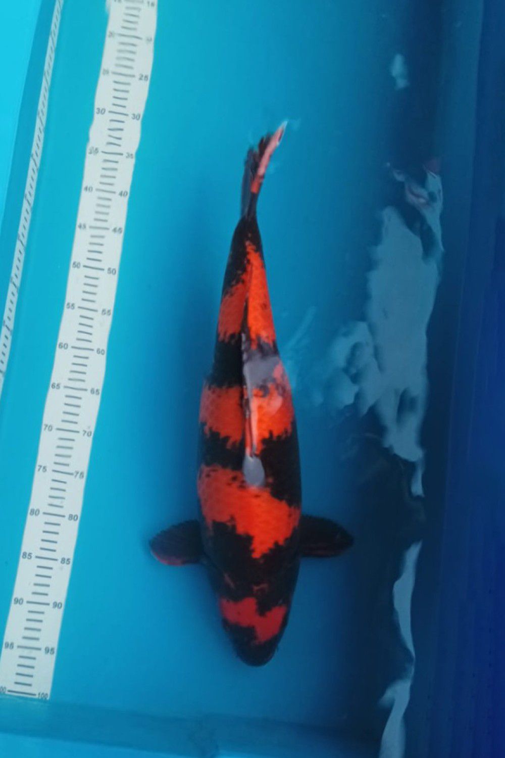 D. Cempaka Prize 66 - 70 cm