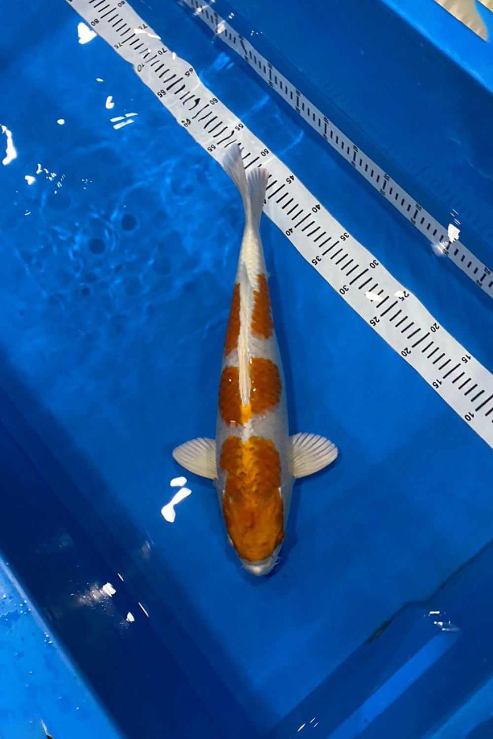 Juara 2