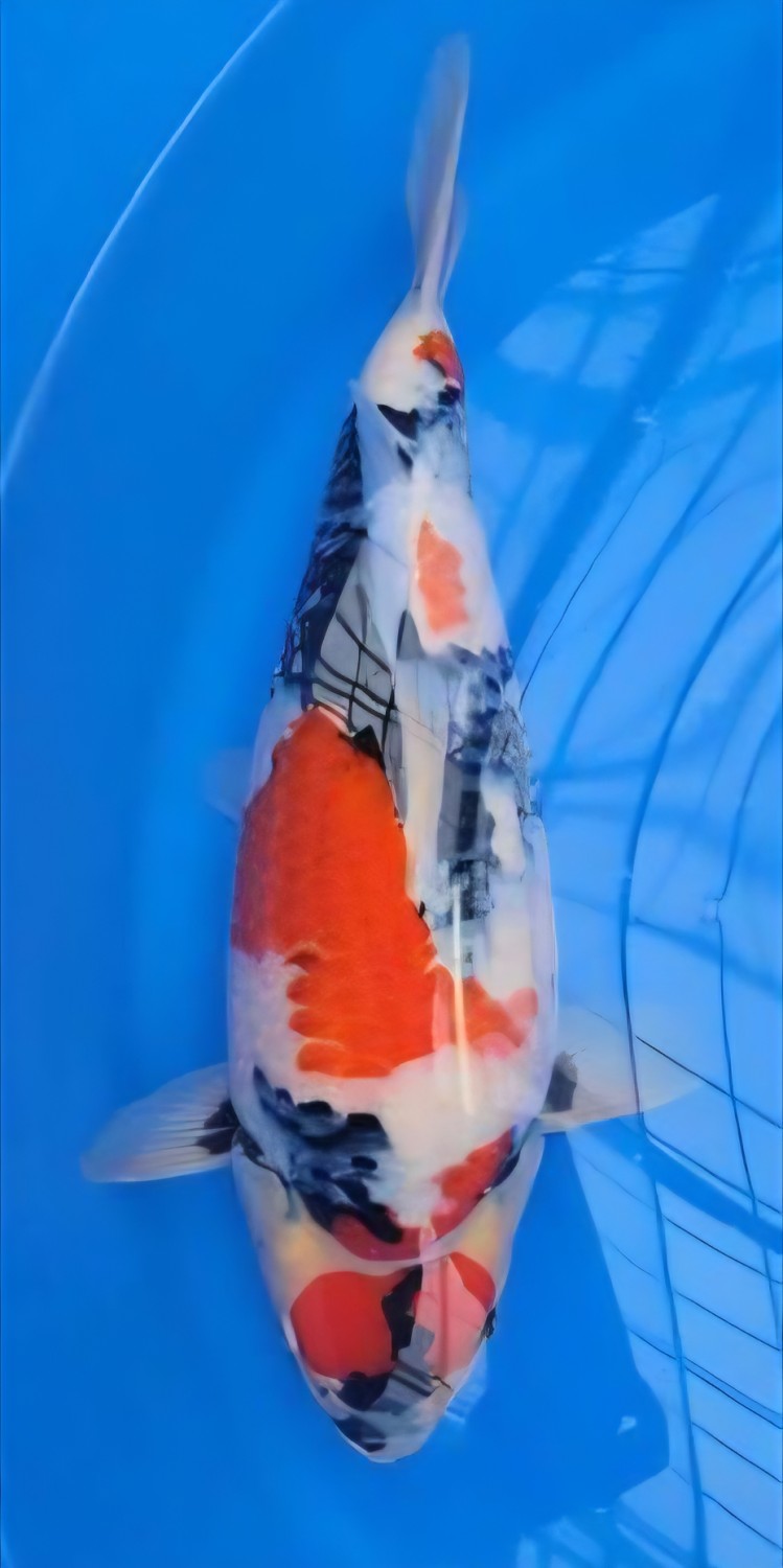 F. Tategoi Mature Champion