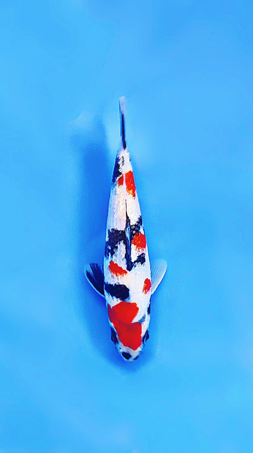 B. Melati Prize 16 - 20 cm