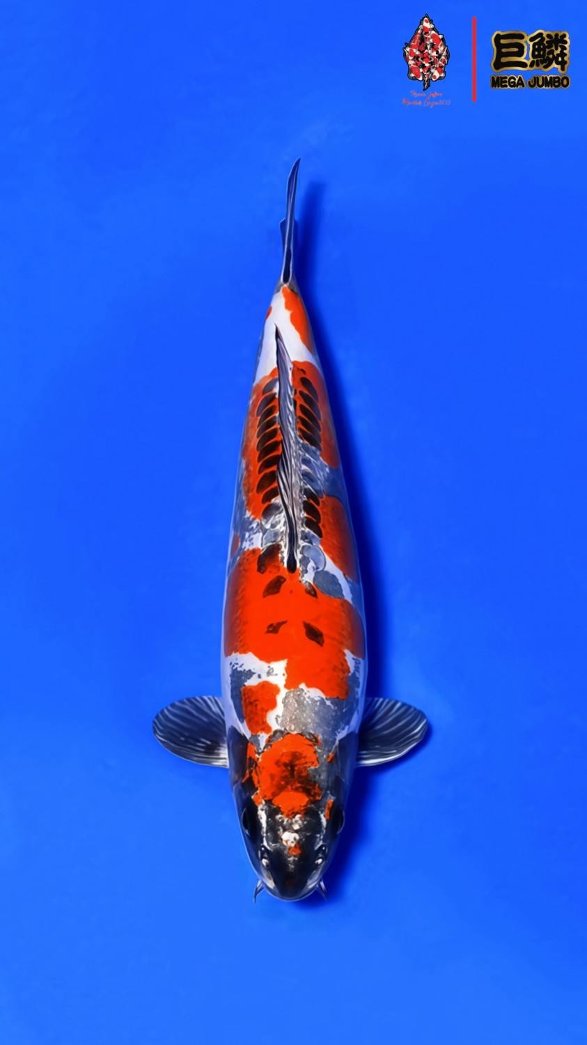 Juara 1