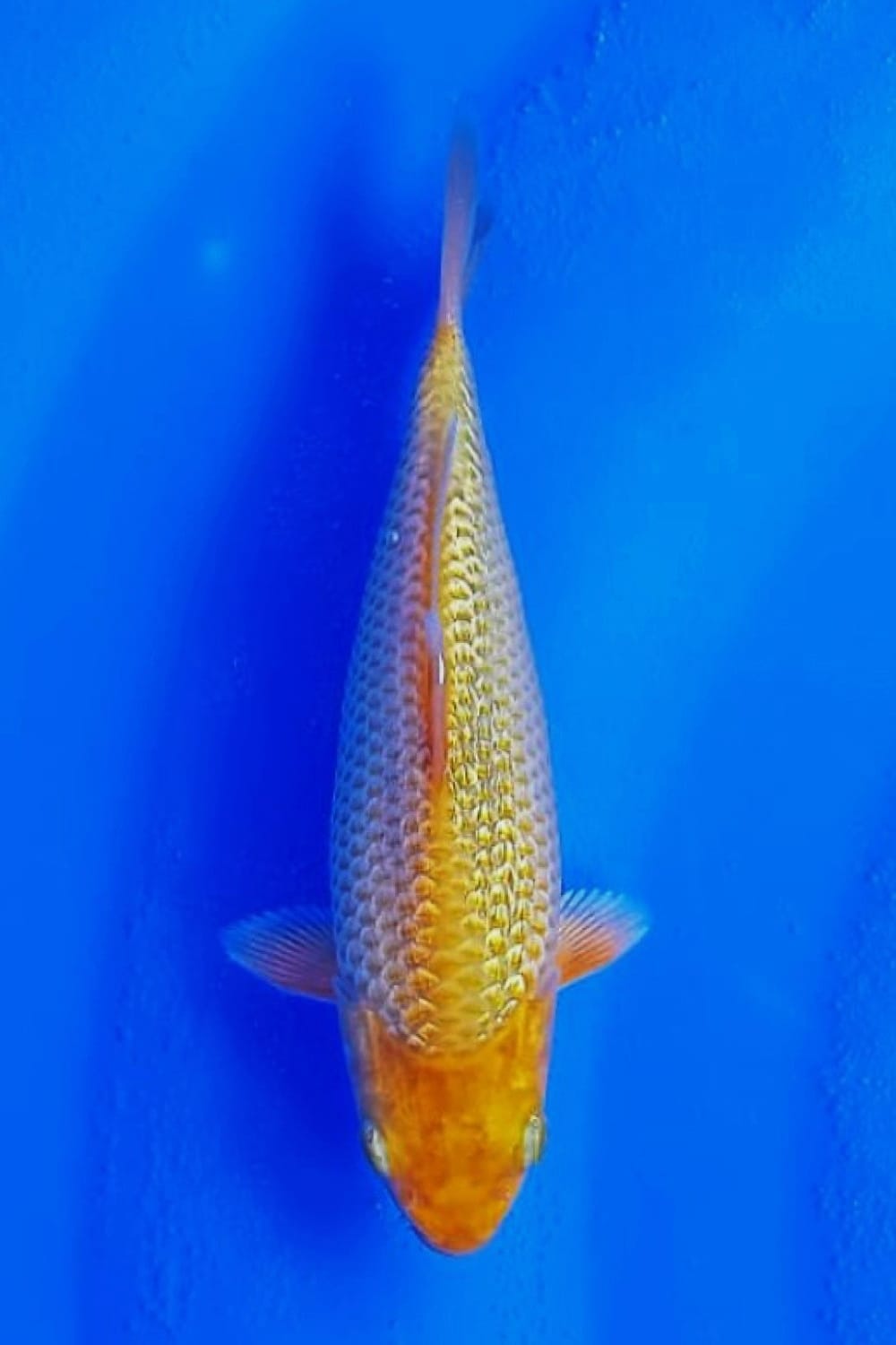 Juara 5
