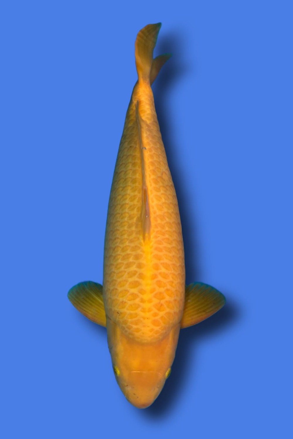 Juara 3