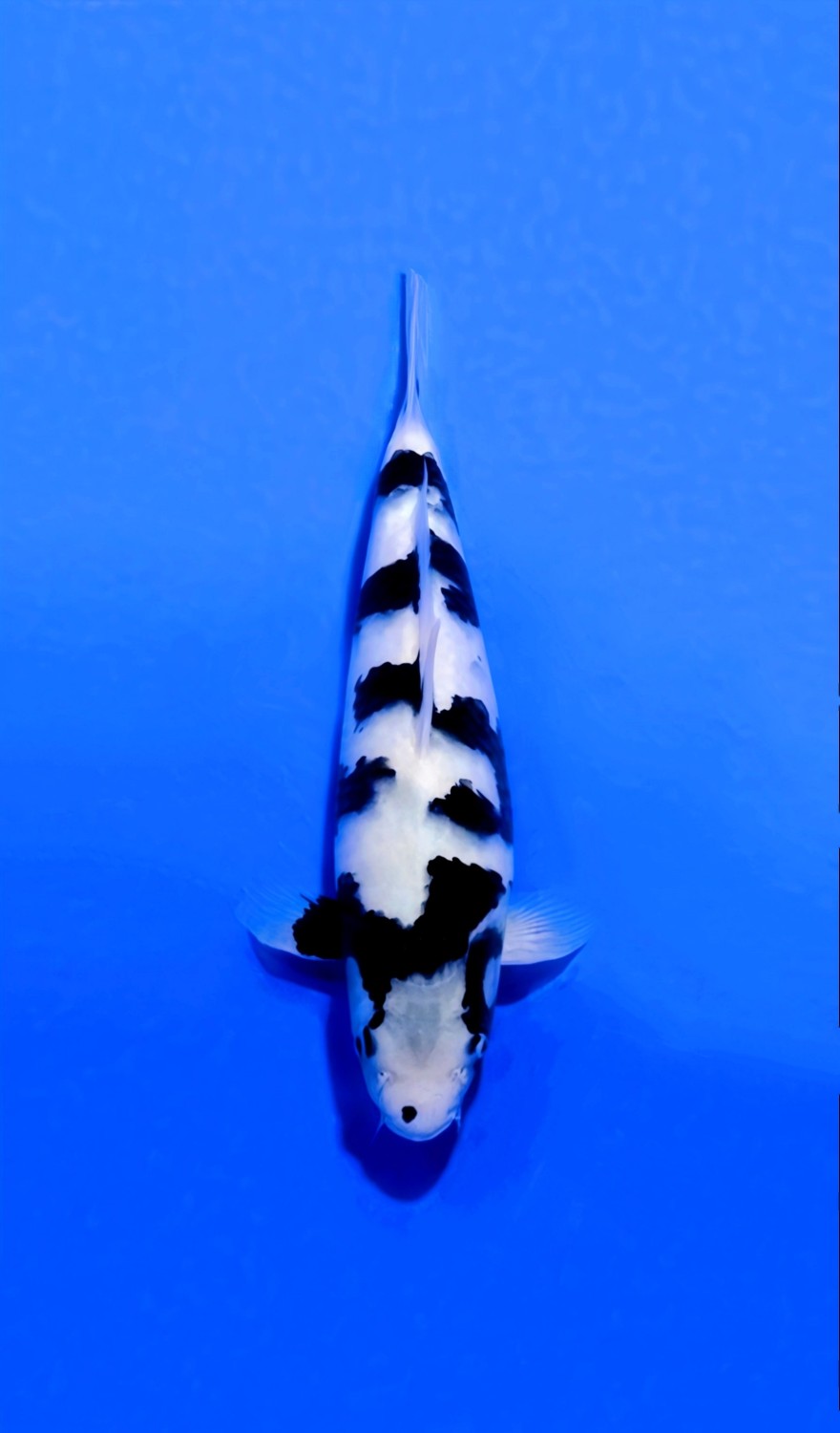 Juara 2
