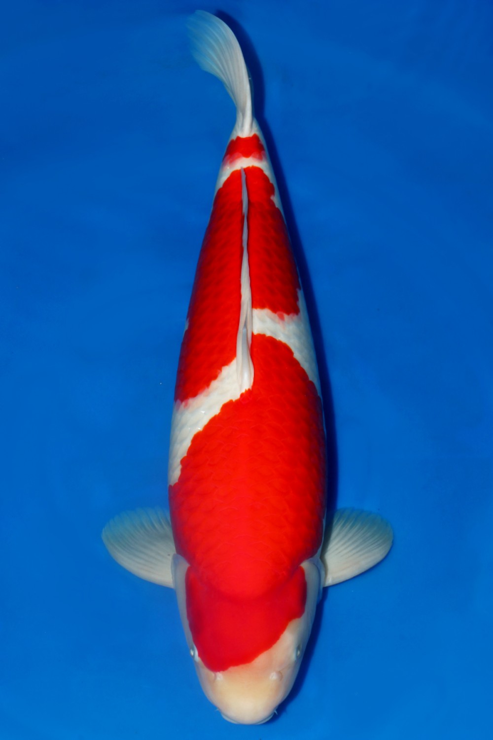Juara 1
