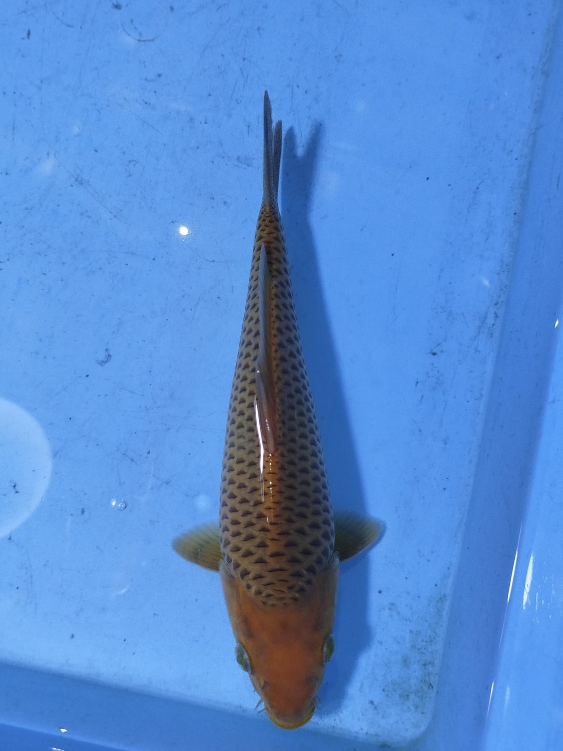 Juara 2