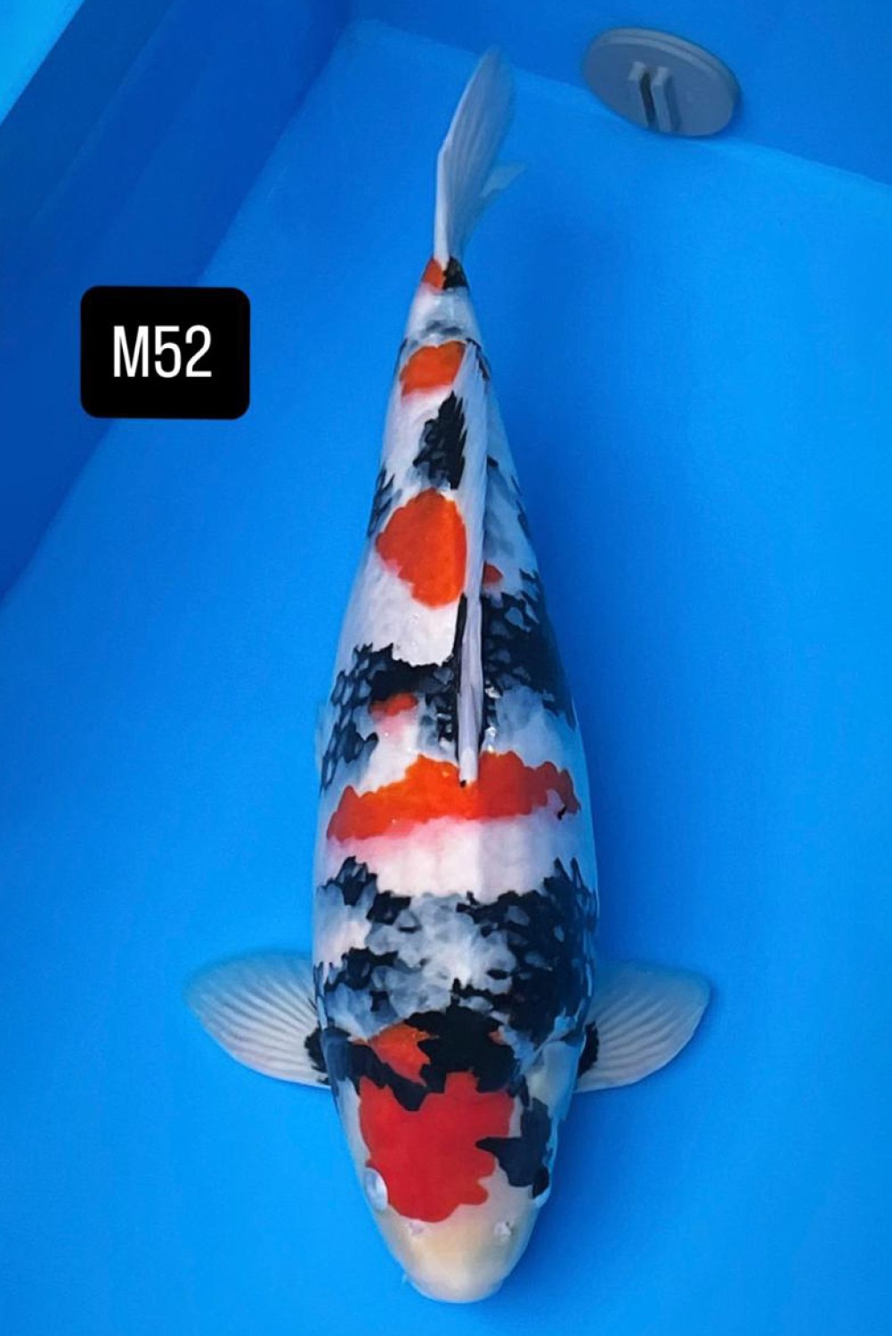 F. Tategoi Prize 51 - 55 cm