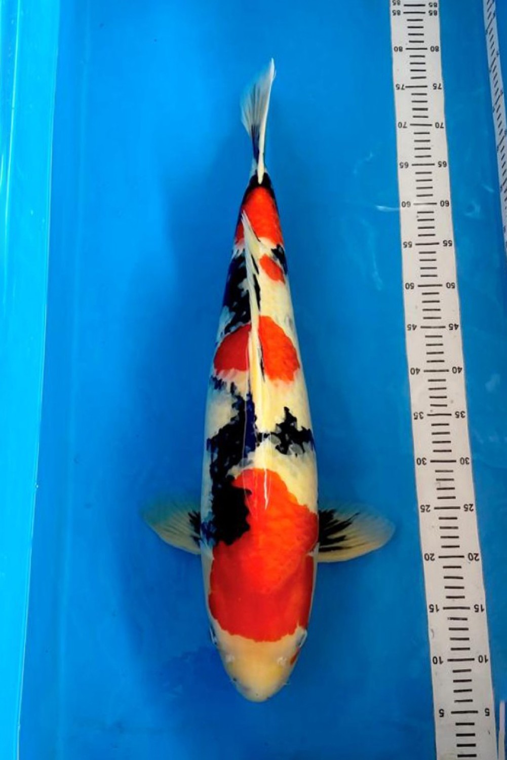 Juara 2