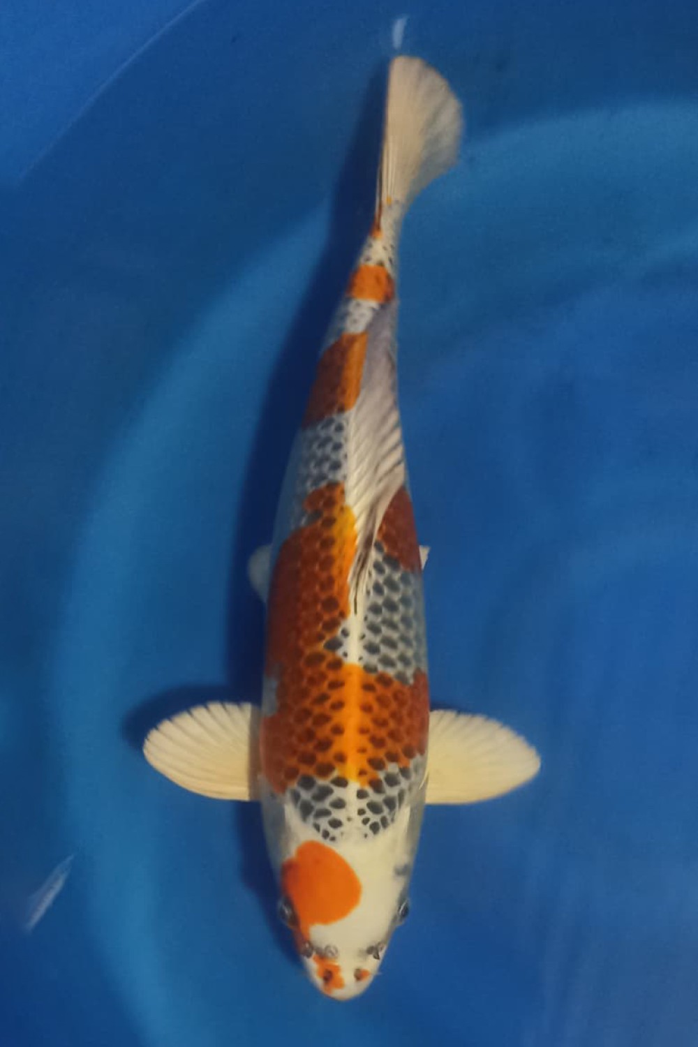 Juara 1