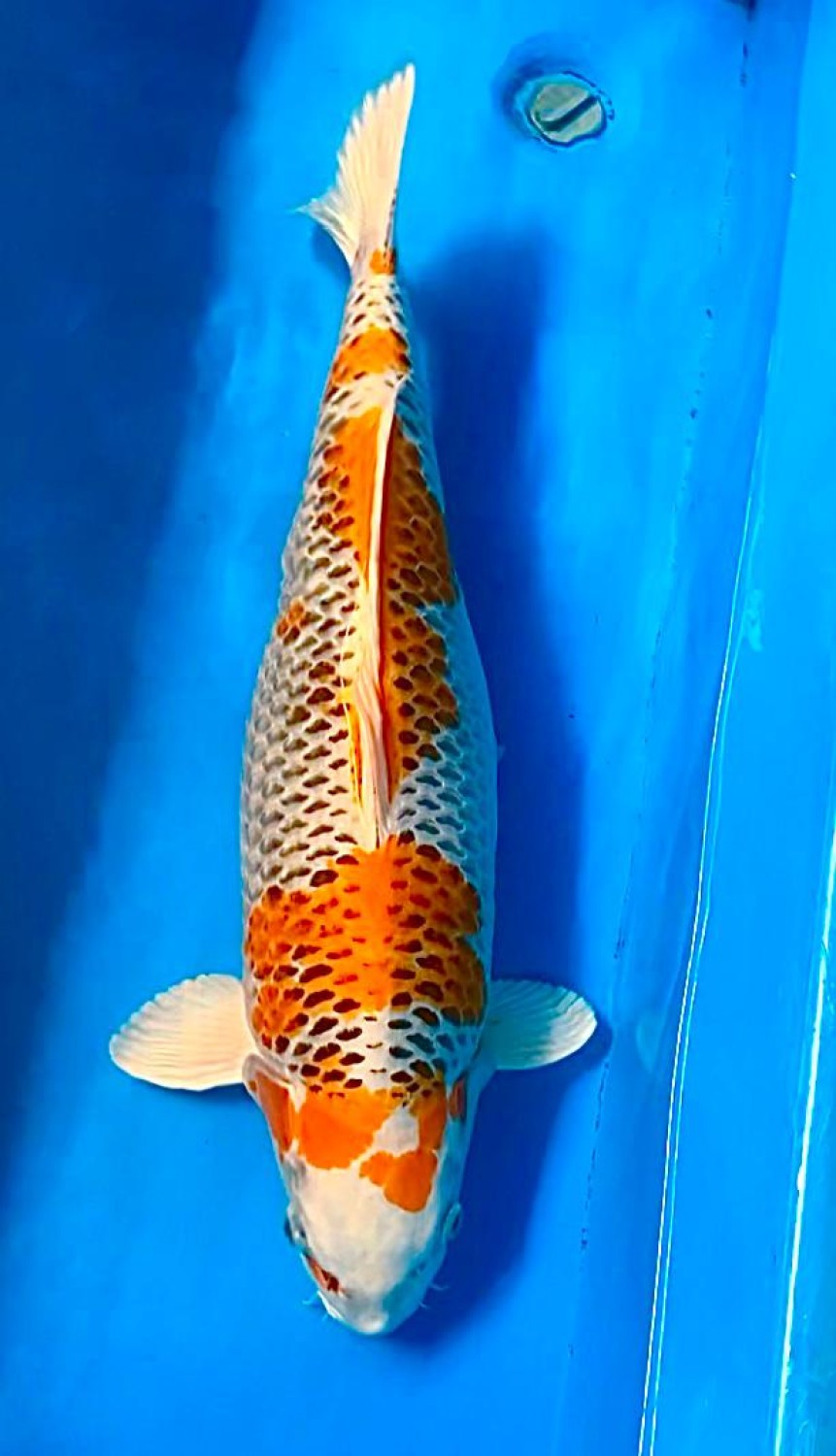 Juara 1
