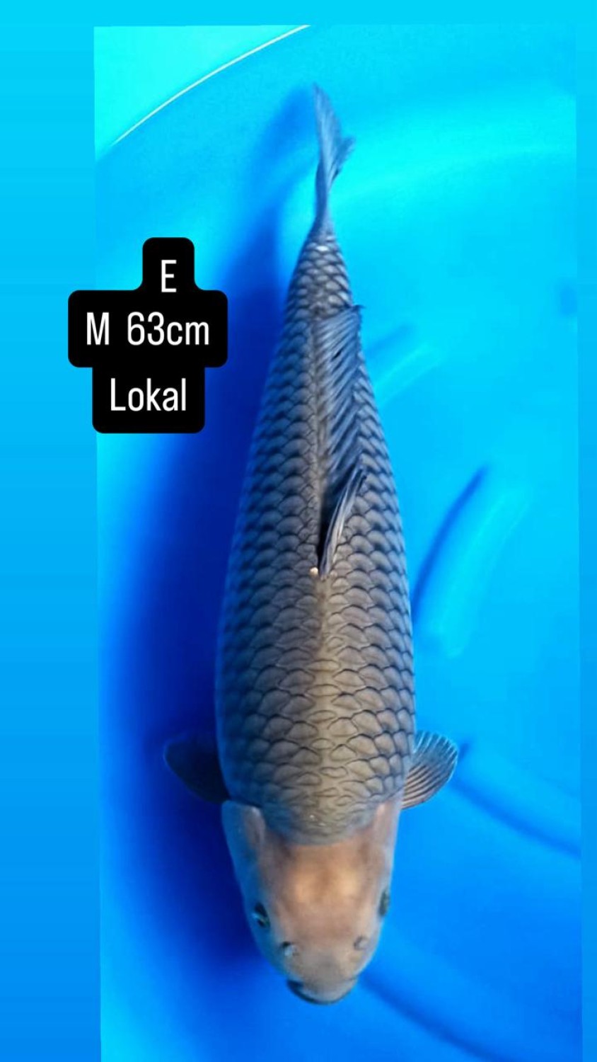 E. Kamboja Mature Champion