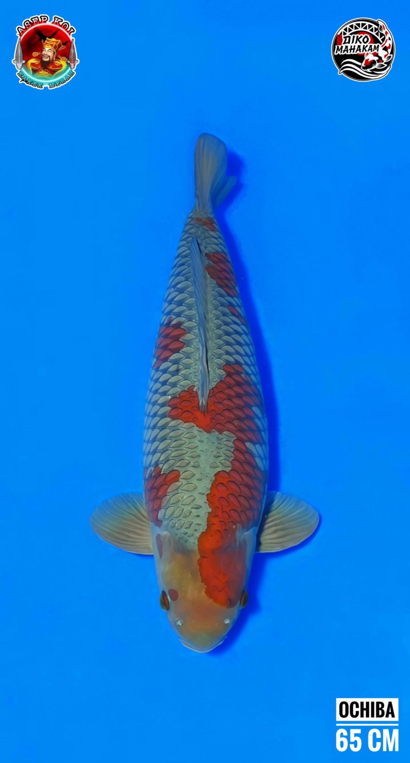 Juara 1