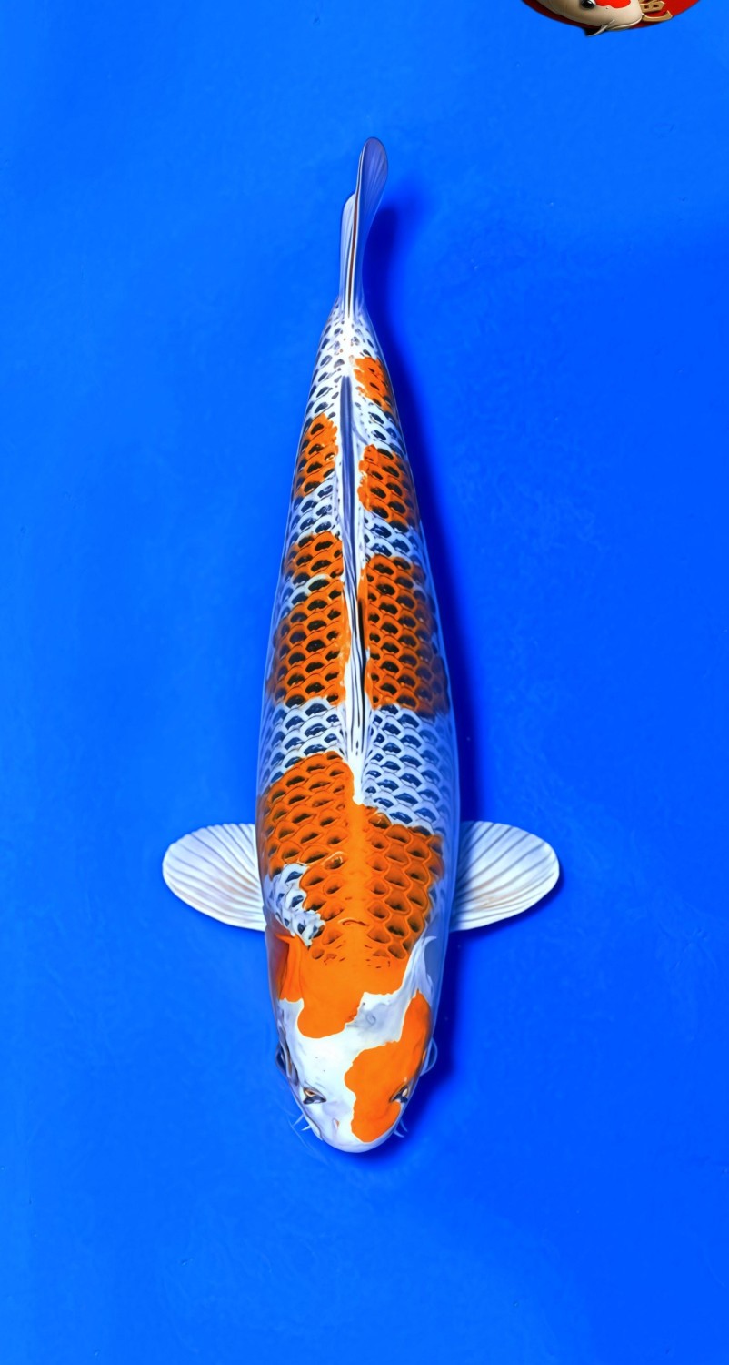 Juara 2
