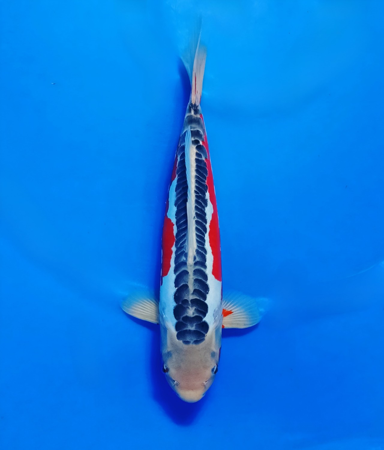 Juara 1
