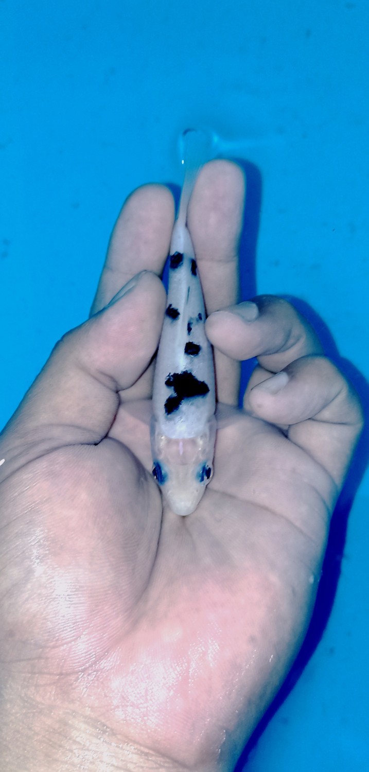 Juara 1